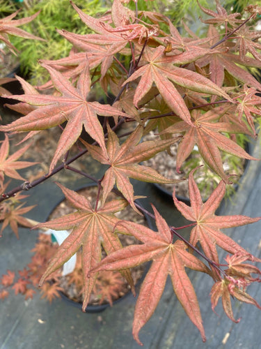 Acer palmatum 'Kasigiyama' Reticulated Japanese Maple - Maple Ridge Nursery